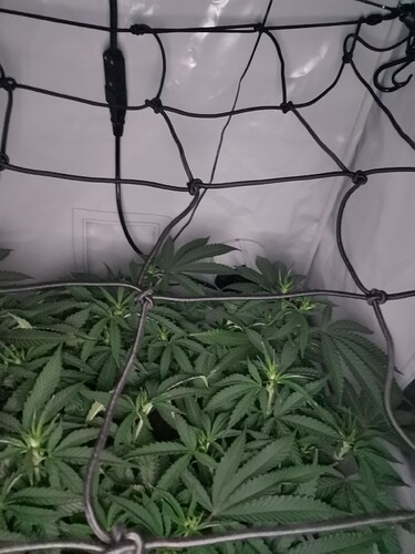 Growreport Bild 3