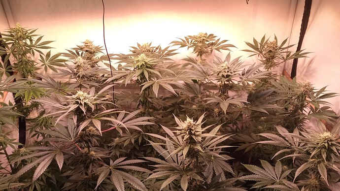 Growreport Bild 13