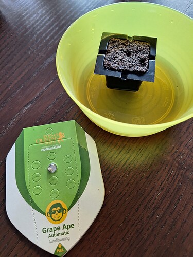 Growreport Bild 3