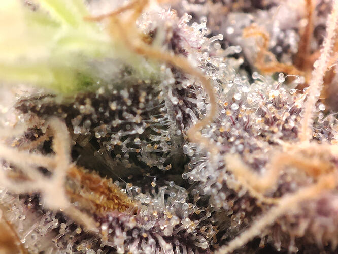 Growreport Bild 20