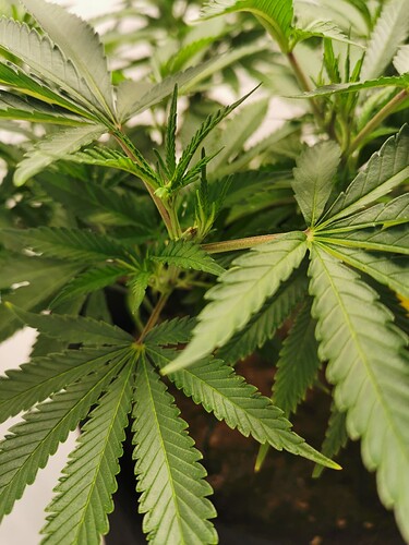 Growreport Bild 5