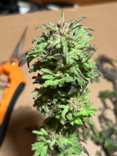 Growreport Bild 3