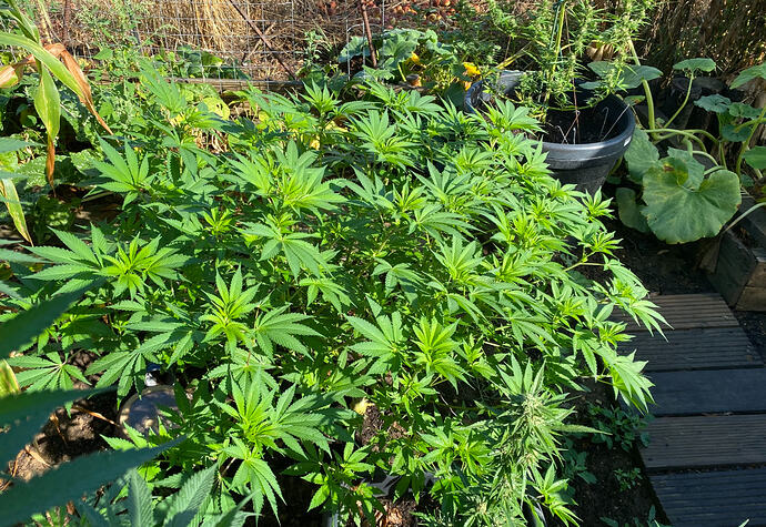 22.08.26, Lemon Haze
