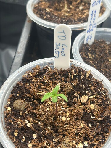 Growreport Bild 41