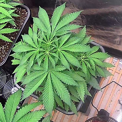 icam365Screenshot20250123112239025