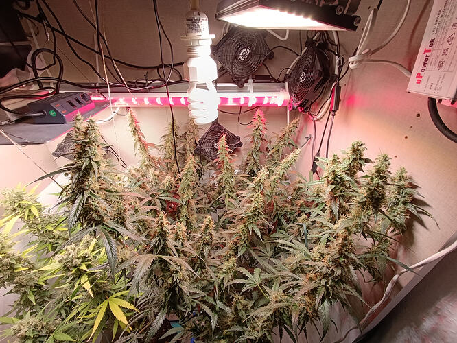 Growreport Bild 27