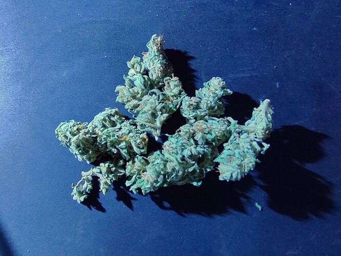 Growreport Bild 7