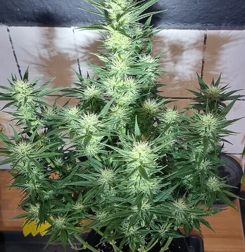 Growreport Bild 11