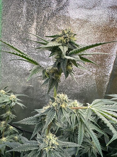 Growreport Bild 17
