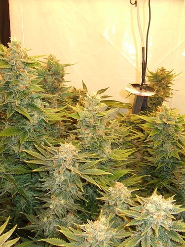 Growreport Bild 28
