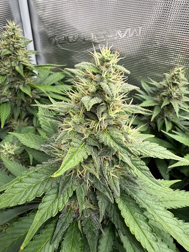 Growreport Bild 17