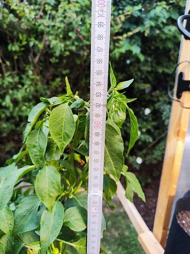 Growreport Bild 29