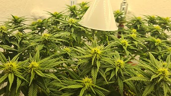 Growreport Bild 64