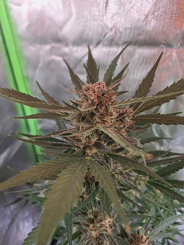 Growreport Bild 8