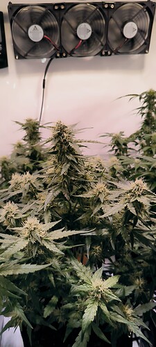 Growreport Bild 35
