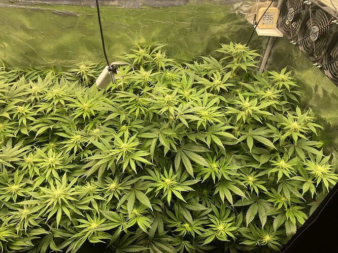 Eine Gruppe von Cannabispflanzen in der Blütephase, die dicht beieinander in einer Growbox stehen. Ein Thermometer zeigt 23.6 Grad Celsius an.