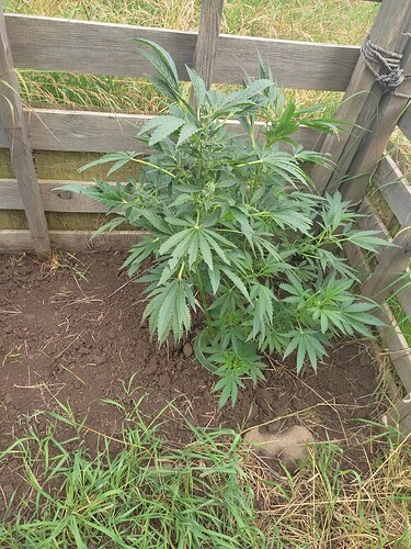 Growreport Bild 72