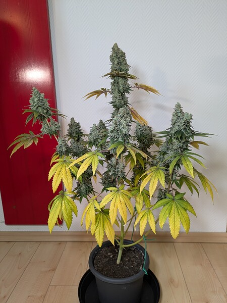 2. Grow im Niedrig-Zelt: 3 versch. Trainings mit Purple Haze, Blueberry & GC /// Blütezeit & Ernte!