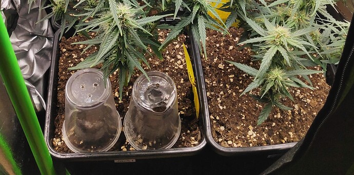Growreport Bild 9