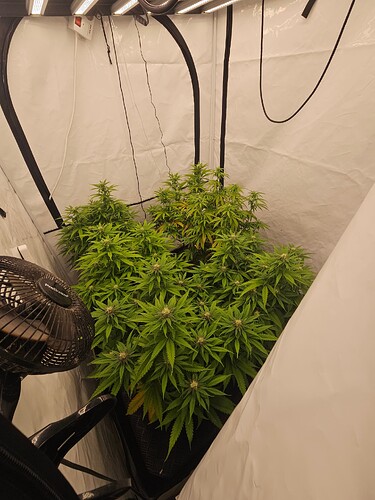 Growreport Bild 3