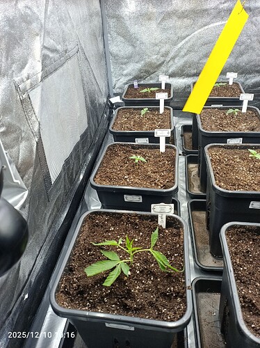 Growreport Bild 5