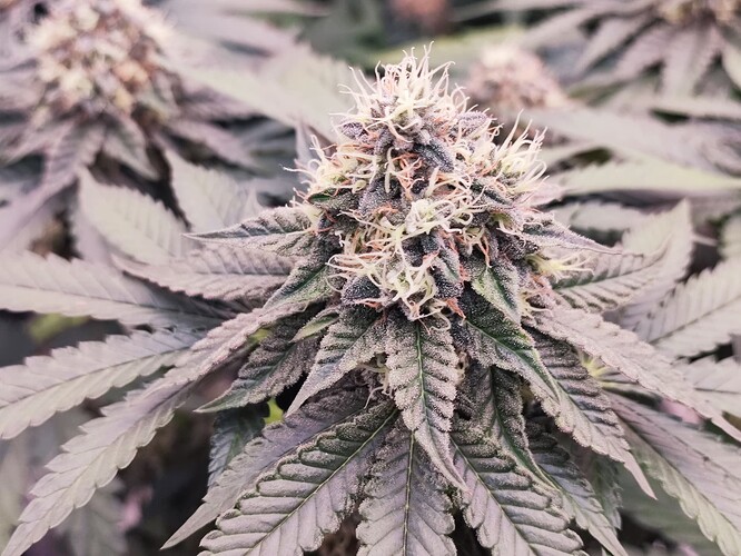 Growreport Bild 4