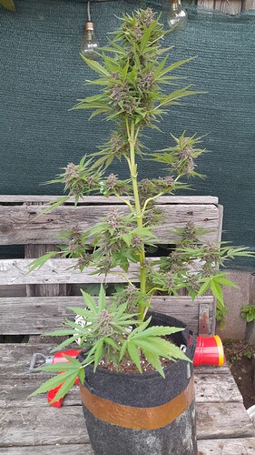 Growreport Bild 14