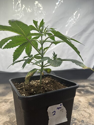Growreport Bild 8