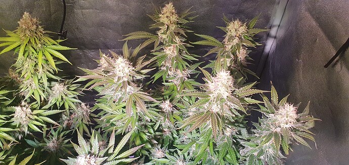 Growreport Bild 6