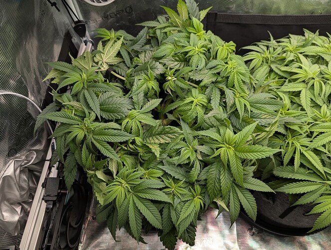 Growreport Bild 3