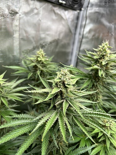 Nahaufnahme einer blühenden Cannabispflanze in einem Growzelt mit reflektierenden Wänden.