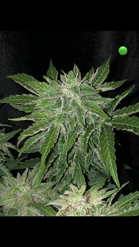 Growreport Bild 30
