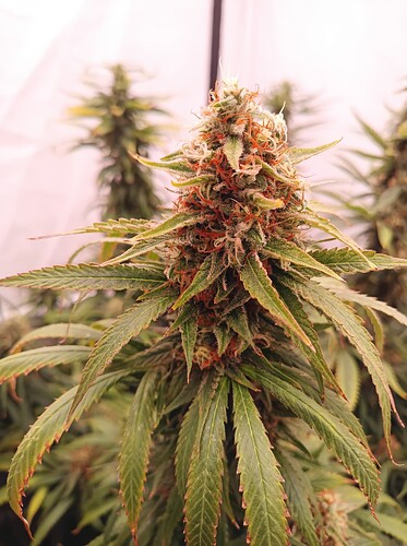 Growreport Bild 34