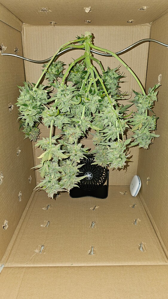 #1 Grow - AC Infinity - 1 Auto, 3x Photo NL, 1x Royal Gorilla 🦍