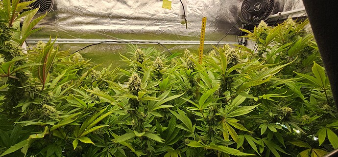 Growreport Bild 7