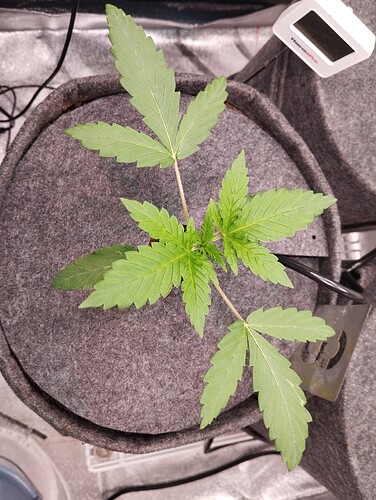 Growreport Bild 11