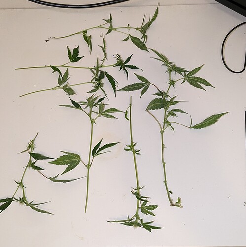 Growreport Bild 13