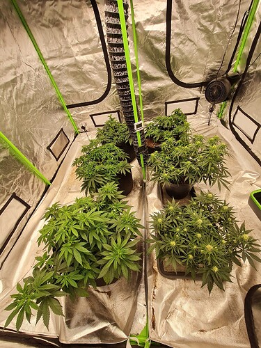 Growreport Bild 25