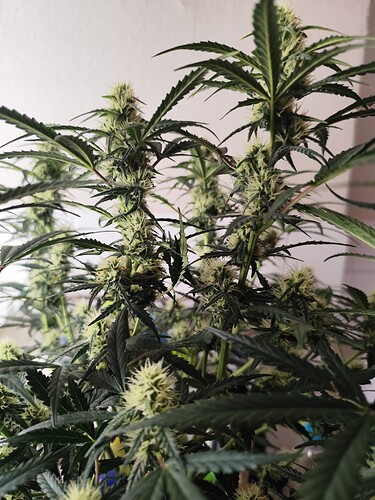 Growreport Bild 8