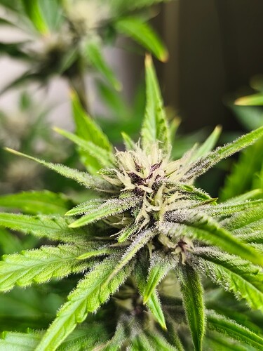 Growreport Bild 1