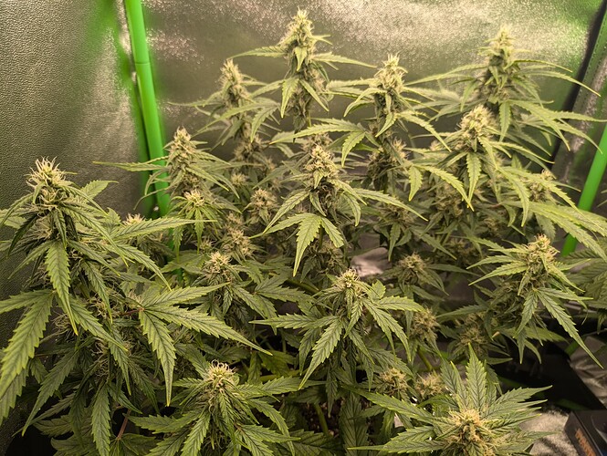 Growreport Bild 2