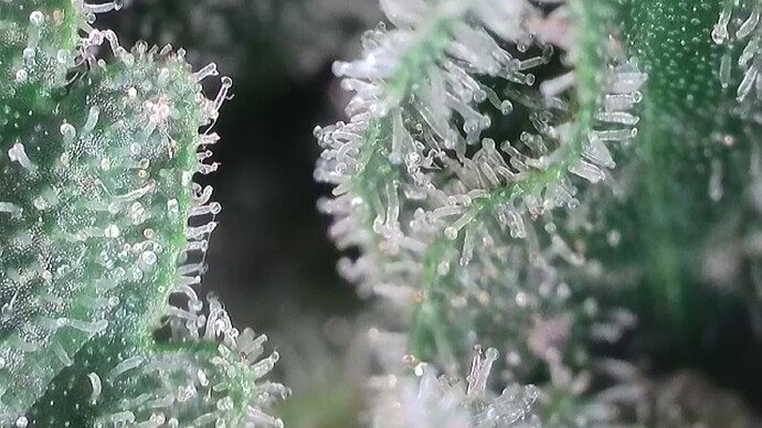 Growreport Bild 30