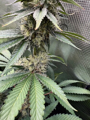 Growreport Bild 3