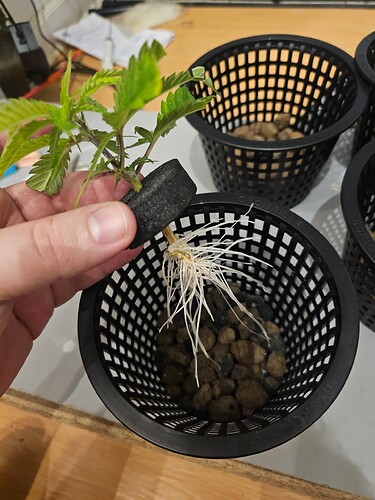 Growreport Bild 15