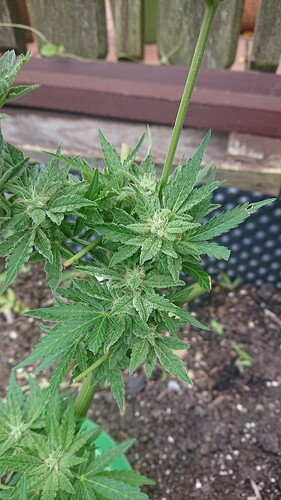 Growreport Bild 47