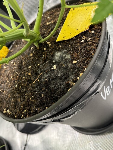 Growreport Bild 21