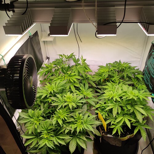 Growreport Bild 6