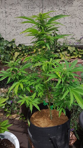 Growreport Bild 27