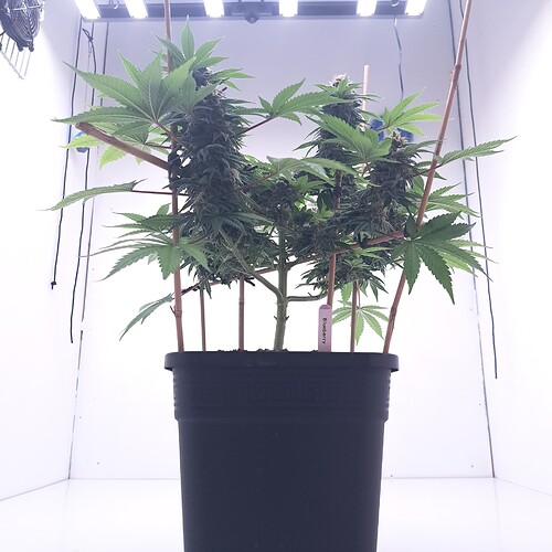 Growreport Bild 9