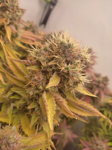 Growreport Bild 36